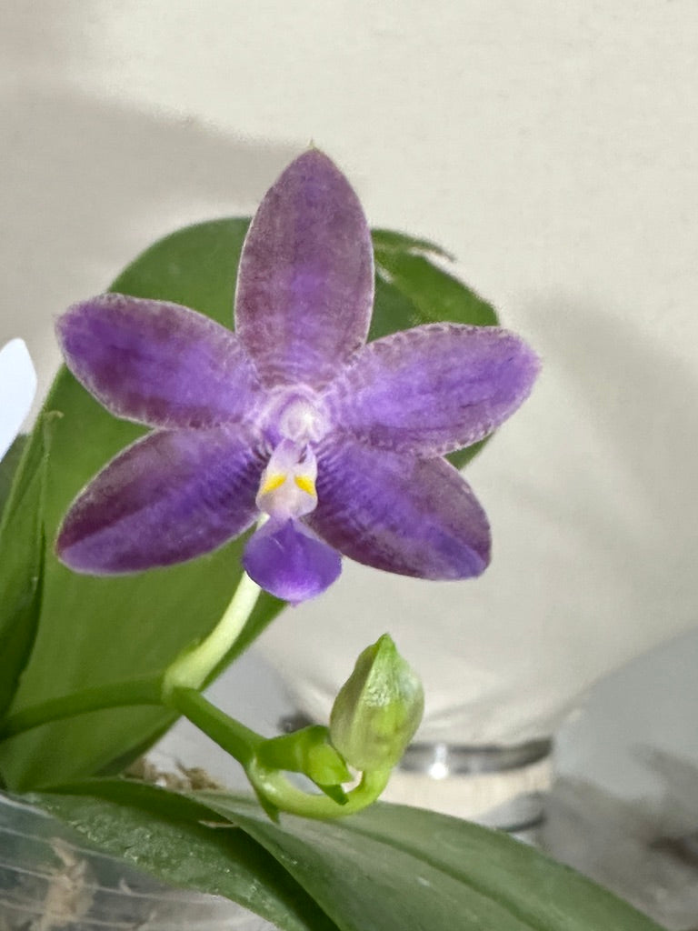 Phalaenopsis Mainshow Colourful red x Mituo Love QA-074 - See Grown