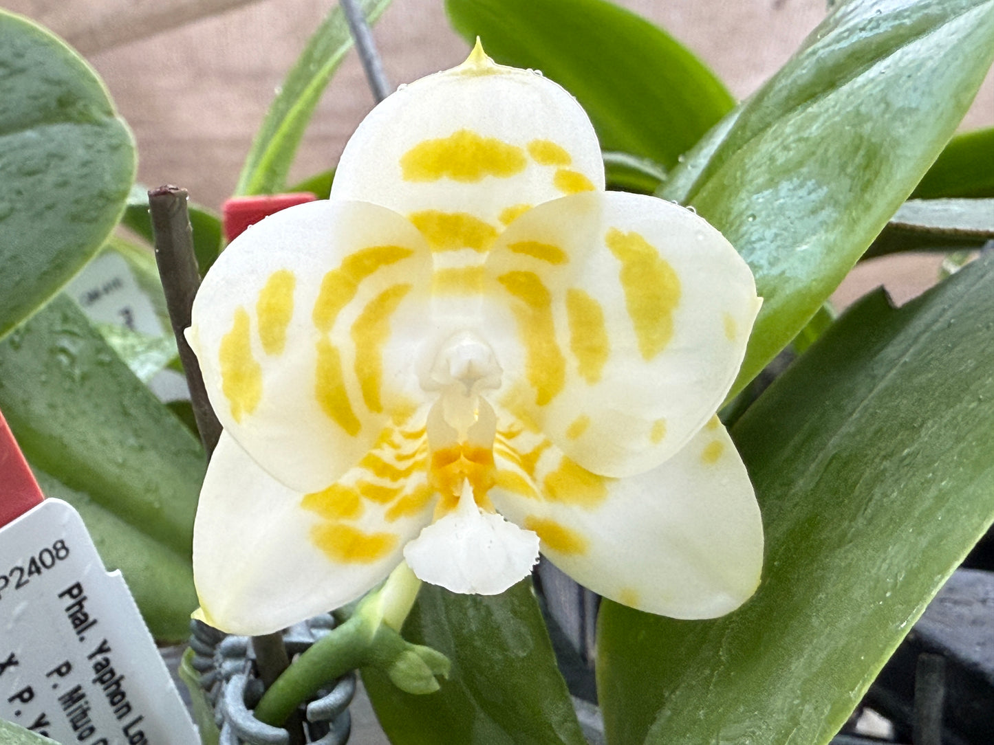 Phalaenopsis Yaphon Love Song 'Yellow Spot Very Round'