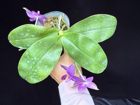 Phalaenopsis (LL Blue In Green X LL Blue Jaguar) 250515 Flowering 2 spikes