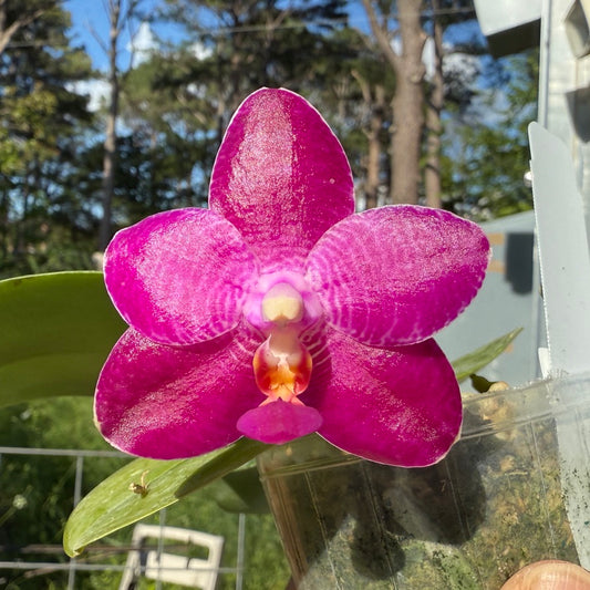 Phalaenopsis Teoh Tee Teong (Mok Choi Yew x violacea) 250509 Flowering