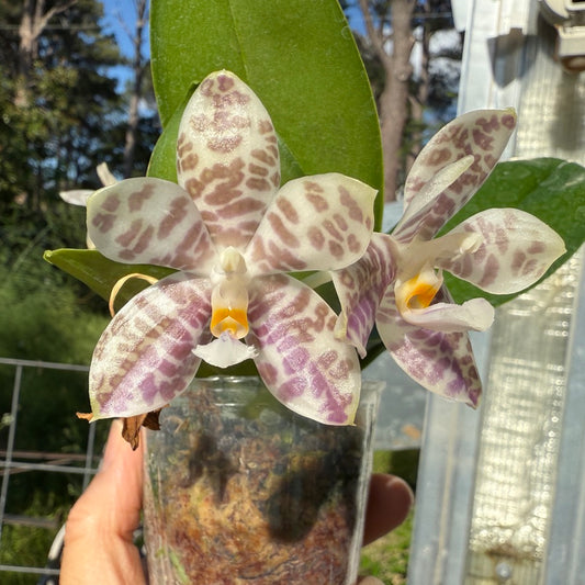 Phalaenopsis LD Green Tiger x Mituo Speciosa Dragon 250507 Flowering seed grown