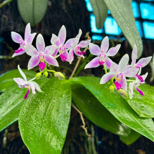 Pink and white Phalaenopsis orchids with bright magenta centers, growing on green leaves against a dark textured background with a blue grid-like light source.