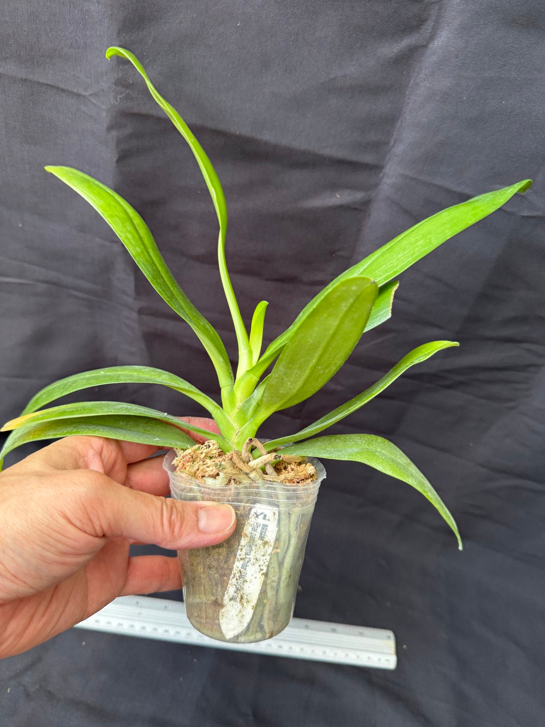 BD2254 Phalaenopsis pantherina 'Chiba' SM x sib