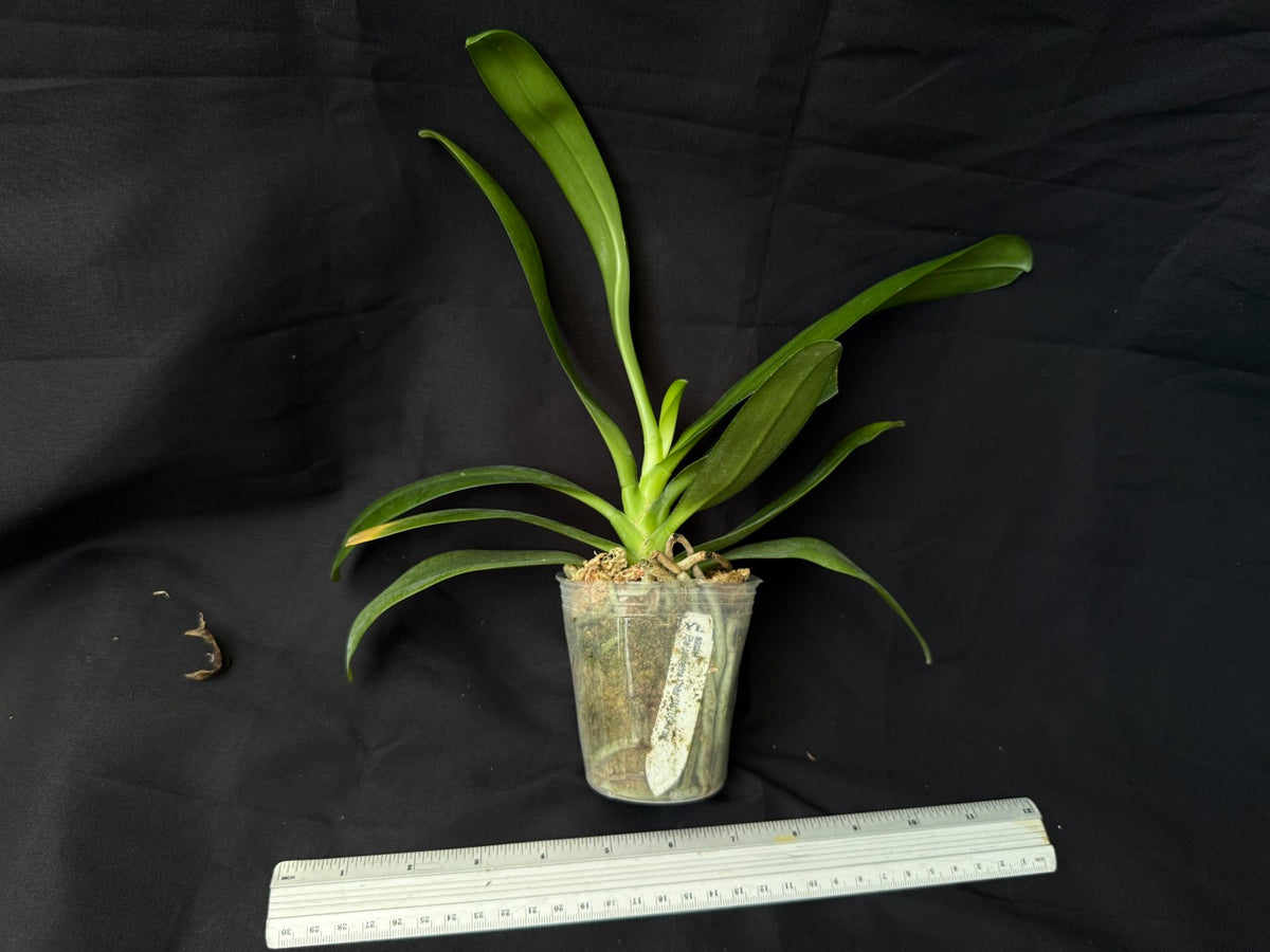 BD2254 Phalaenopsis pantherina 'Chiba' SM x sib