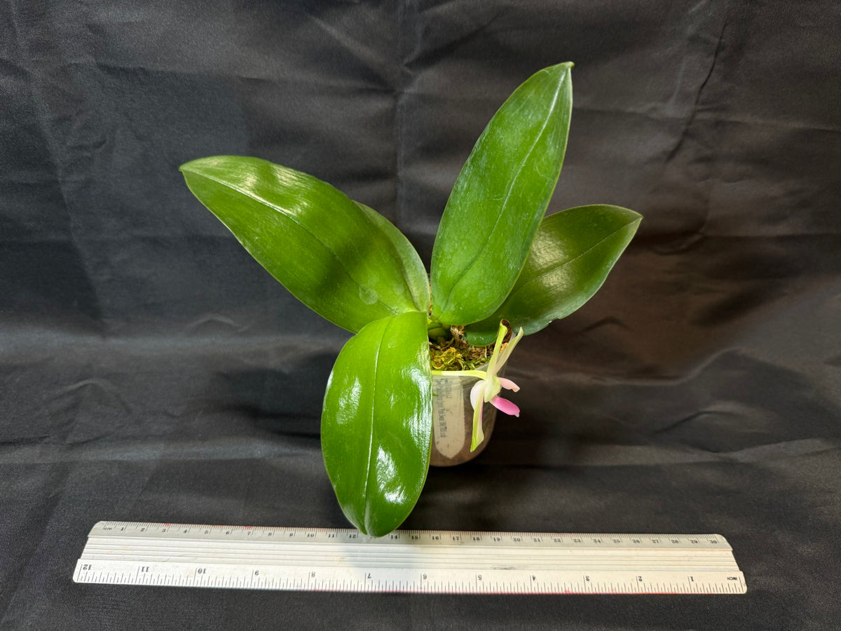 BD2412 Phalaenopsis bellina f. delicata 'Pink Swan' BM x sib 261001-A Flowering