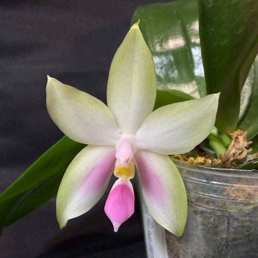 BD2412 Phalaenopsis bellina f. delicata 'Pink Swan' BM x sib 261001-A Flowering