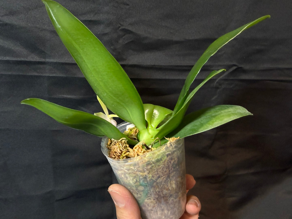 BD2412 Phalaenopsis bellina f. delicata 'Pink Swan' BM x sib 261001-A Flowering