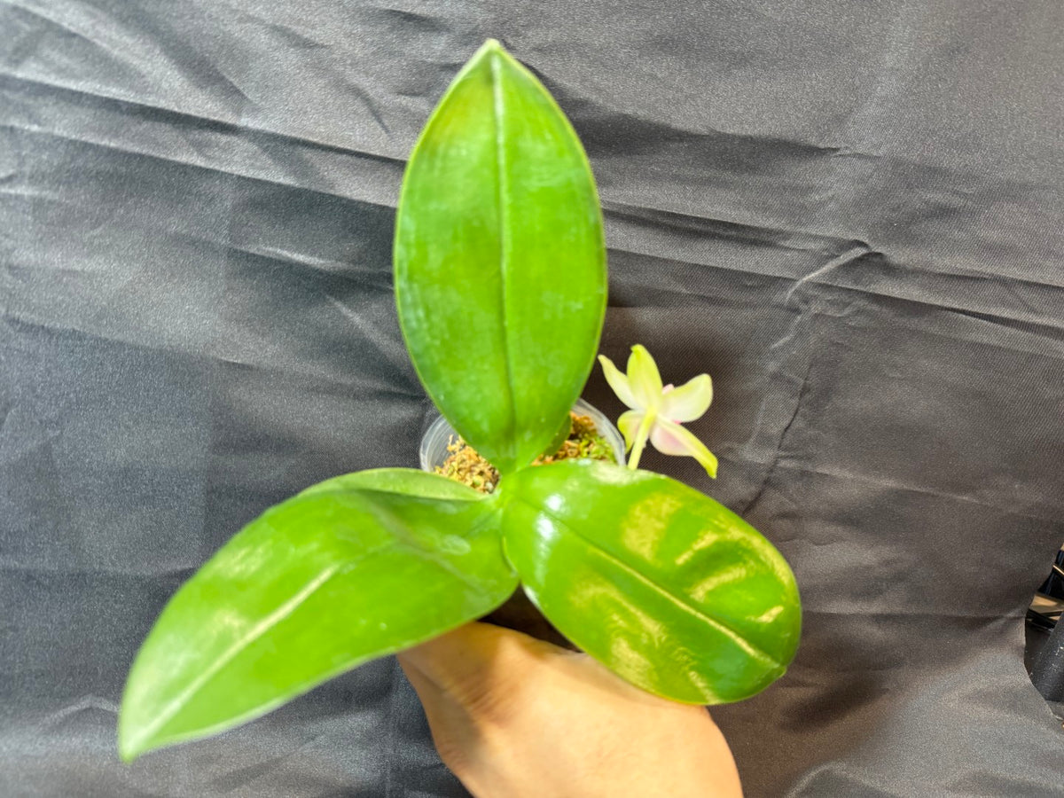 BD2412 Phalaenopsis bellina f. delicata 'Pink Swan' BM x sib 261001-A Flowering