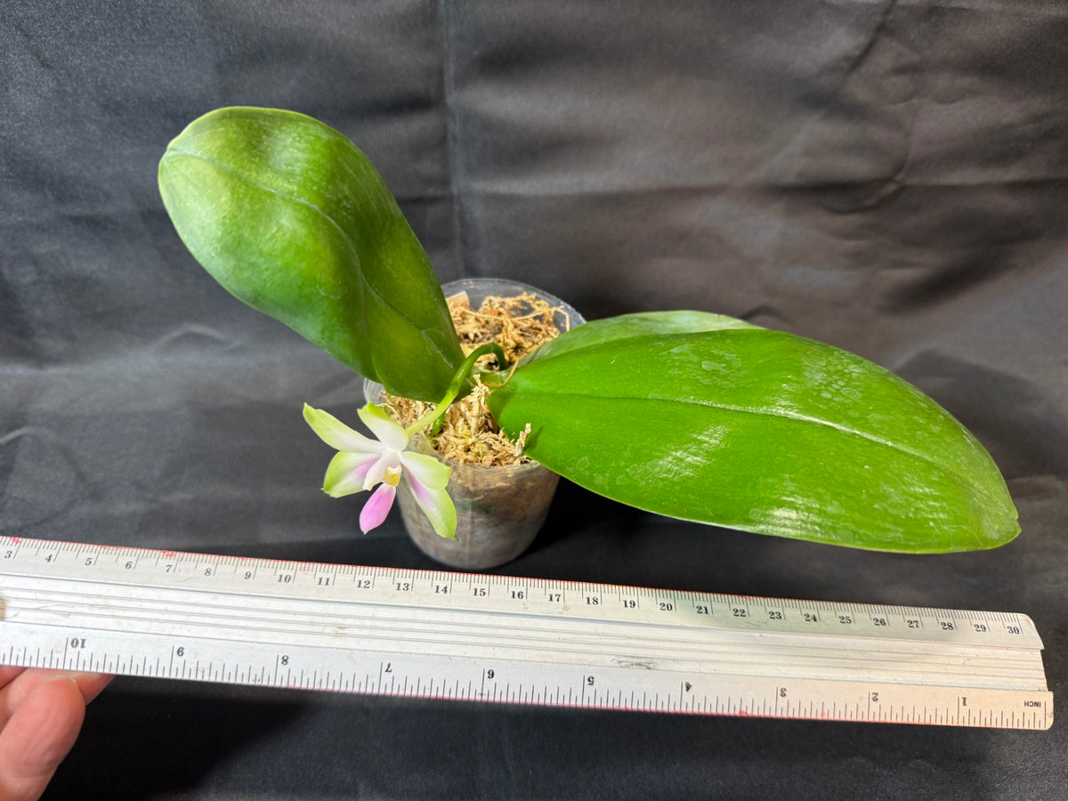 BD2412 Phalaenopsis bellina f. delicata 'Pink Swan' BM x sib 261001-B Flowering