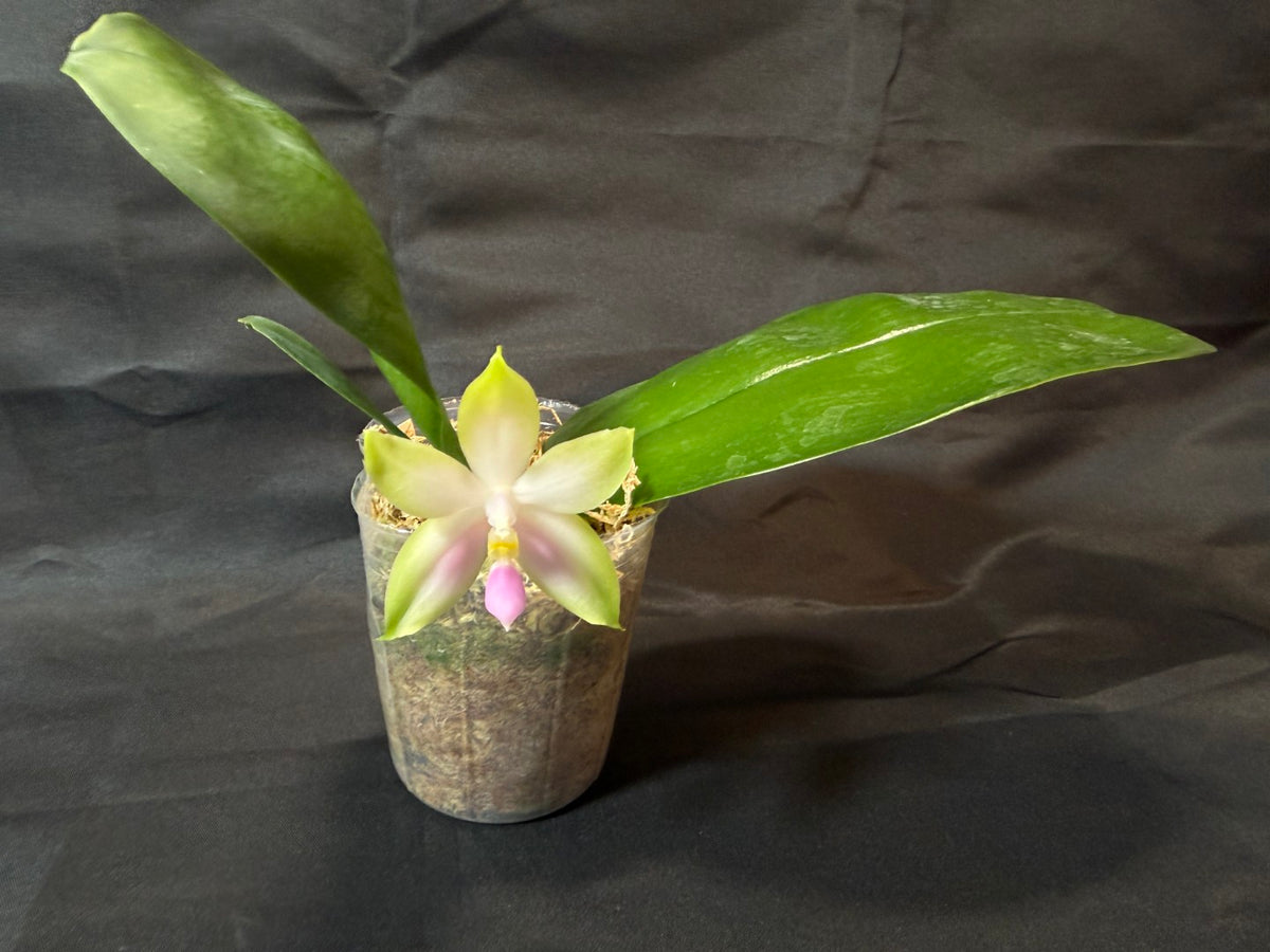 BD2412 Phalaenopsis bellina f. delicata 'Pink Swan' BM x sib 261001-B Flowering