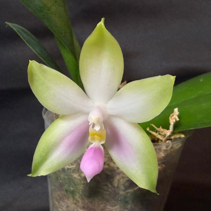Products – Page 2 – Big Leaf Orchids