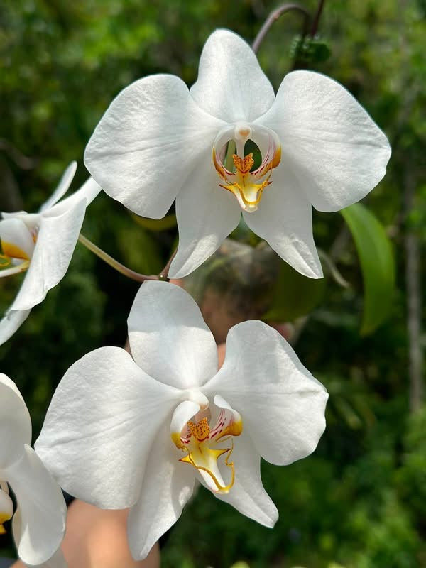 BD2446 Phalaenopsis amabilis Kalimantan x sib