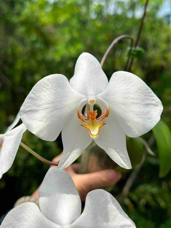 BD2446 Phalaenopsis amabilis Kalimantan x sib