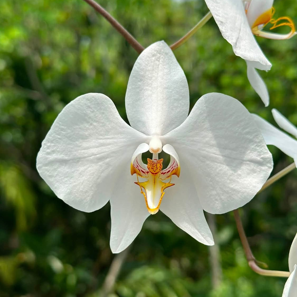 A close-up of a white orchid flower with a yellow and orange center, photographed outdoors against a blurred green foliage background.