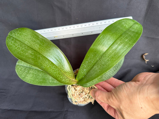 BD2447 Phalaenopsis Bess Wells - Seed Grown