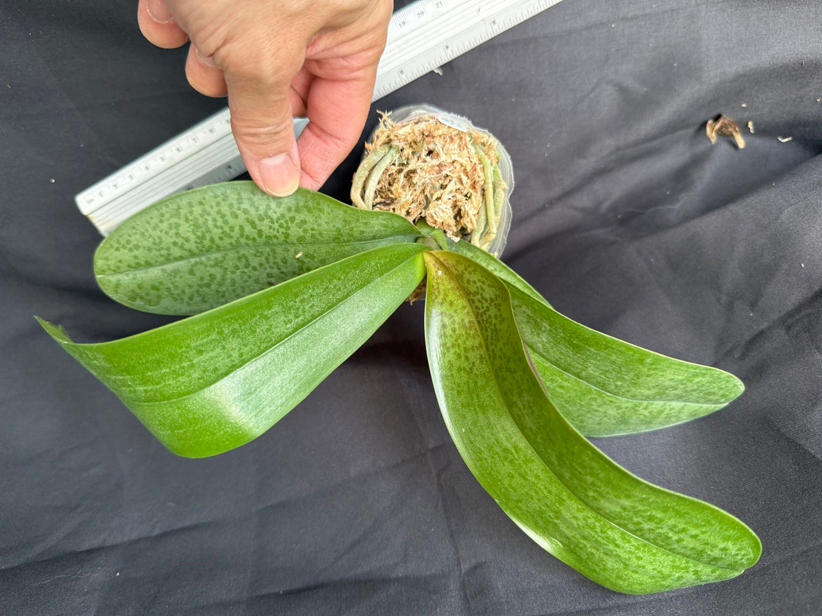 BD2447 Phalaenopsis Bess Wells - Seed Grown