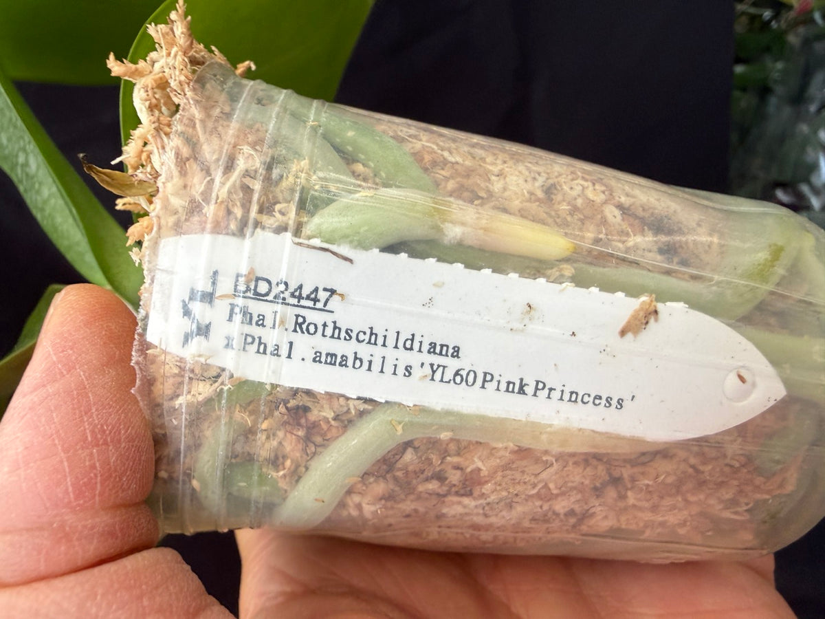 BD2447 Phalaenopsis Bess Wells - Seed Grown