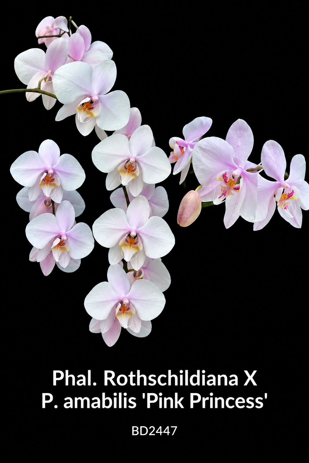 BD2447 Phalaenopsis Bess Wells - Seed Grown