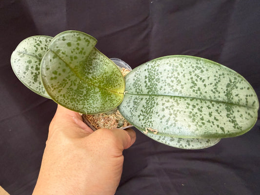 BD2454 Phalaenopsis KS Pinkish - Seed Grown