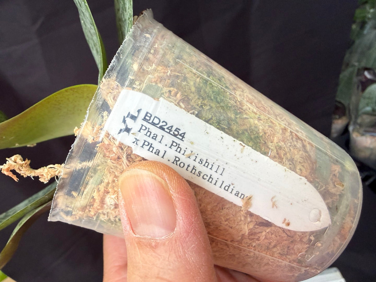 BD2454 Phalaenopsis KS Pinkish - Seed Grown