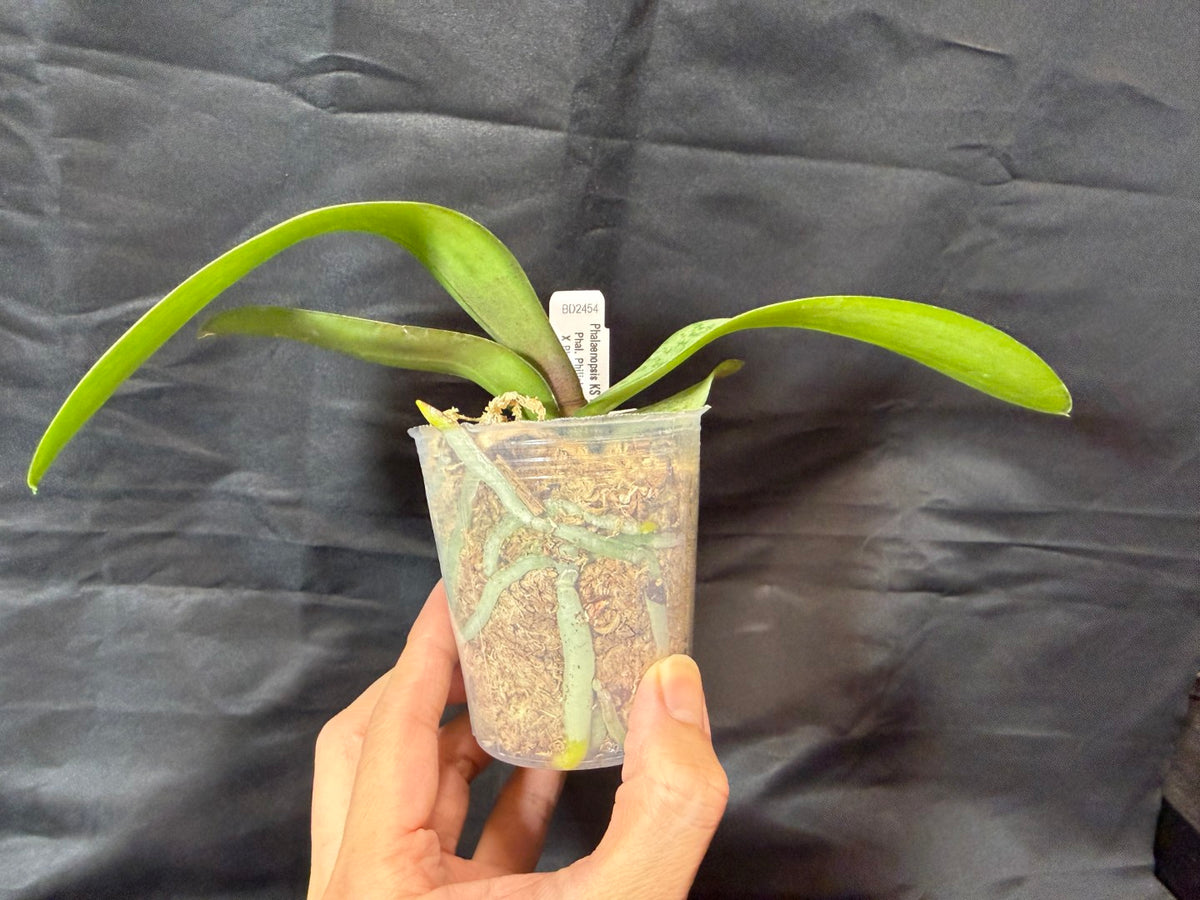 BD2454 Phalaenopsis KS Pinkish - Seed Grown 261029 Marble Foliage