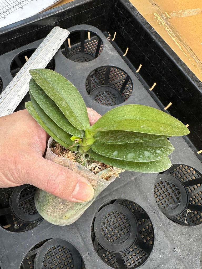 Phalaenopsis Norman's Yellow Batman (peloric) Spiking