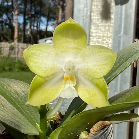 Phalaenopsis MS Magic Dragon, 250509 Flowering Seed Grown