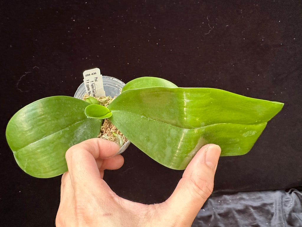 Phalaenopsis (Yaphon Black Snake x gigantea 'Mainshow') Seedling, QM-436