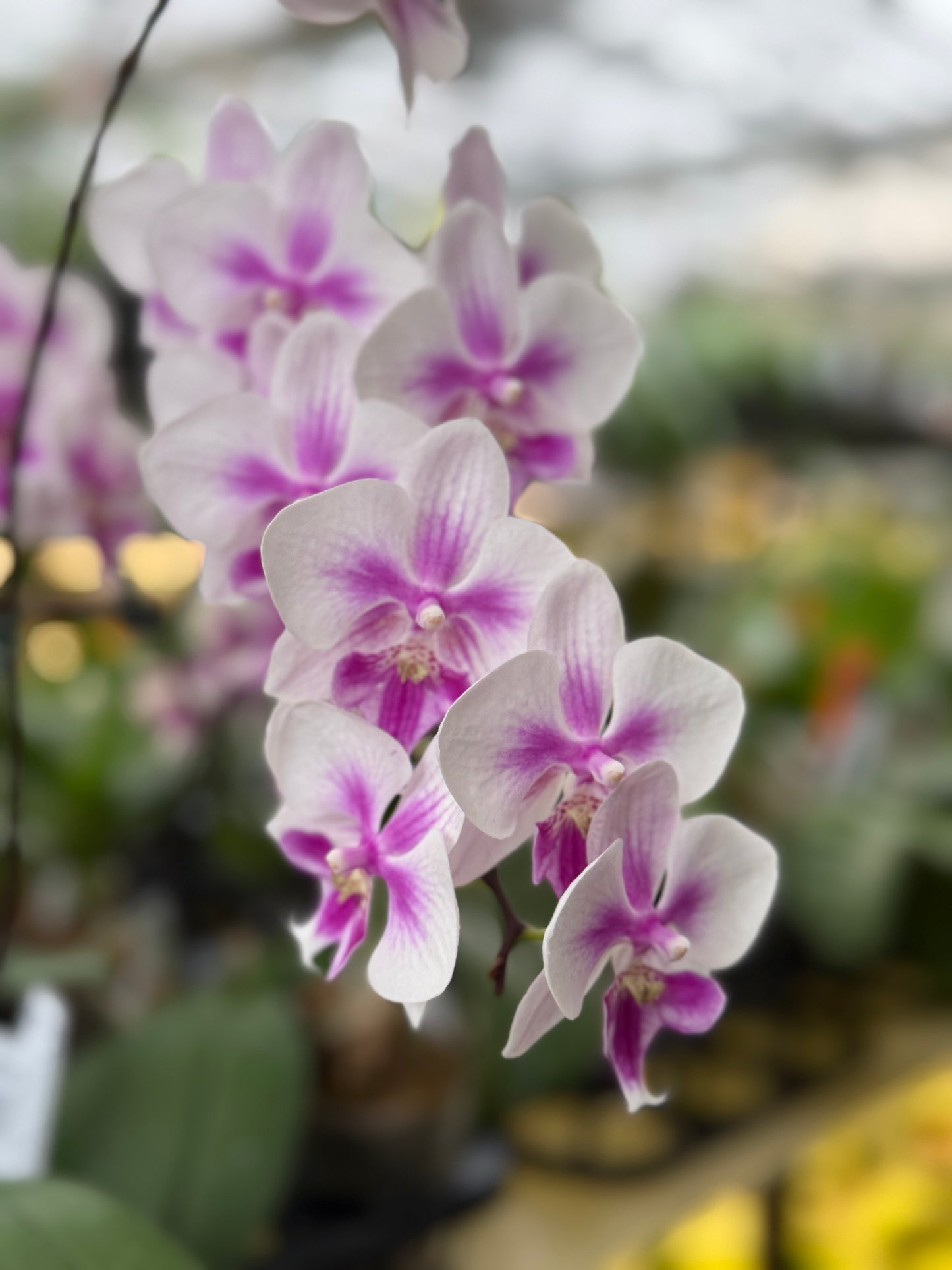 Phalaenopsis Charming Warszawa (clone)