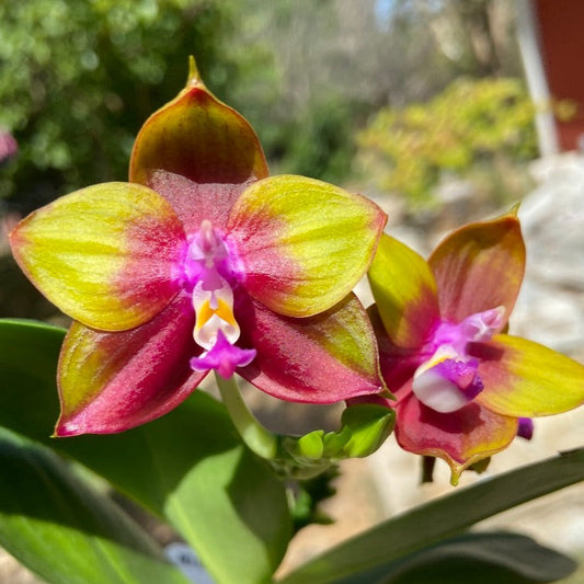 Orchid Flask Phalaenopsis Kingfisher's Penang Wing x Mituo Princess