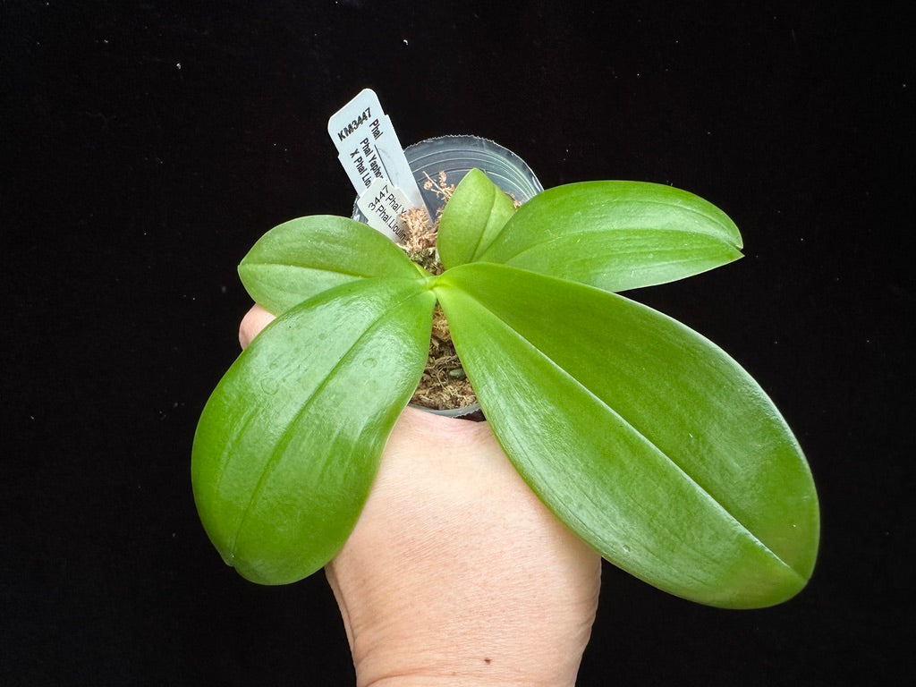 Phalaenopsis (Yaphon Blue Jewel X Lioulin Blue Peacock)