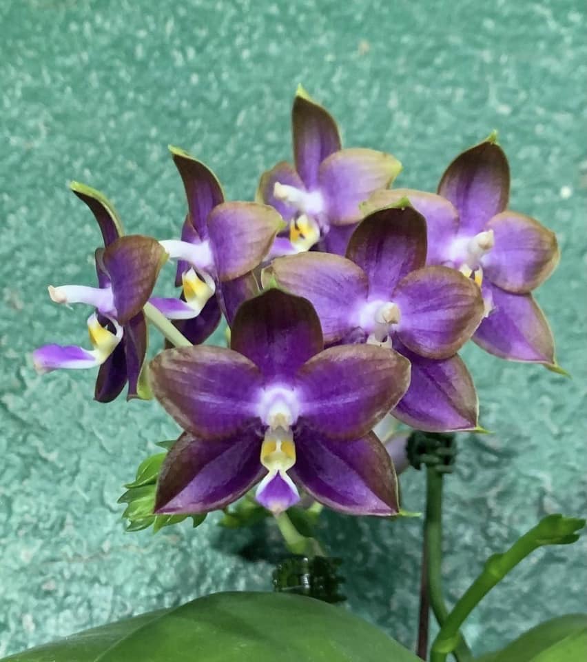 Phalaenopsis Mituo Reflex Dragon 'Blue Ring'