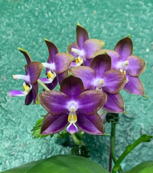 Phalaenopsis Mituo Reflex Dragon 'Blue Ring' Spiking