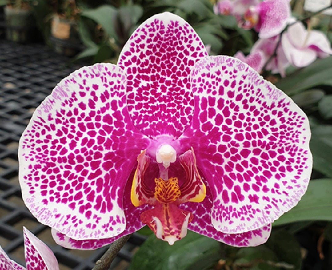 Phalaenopsis Brother Love Ai (Clone)