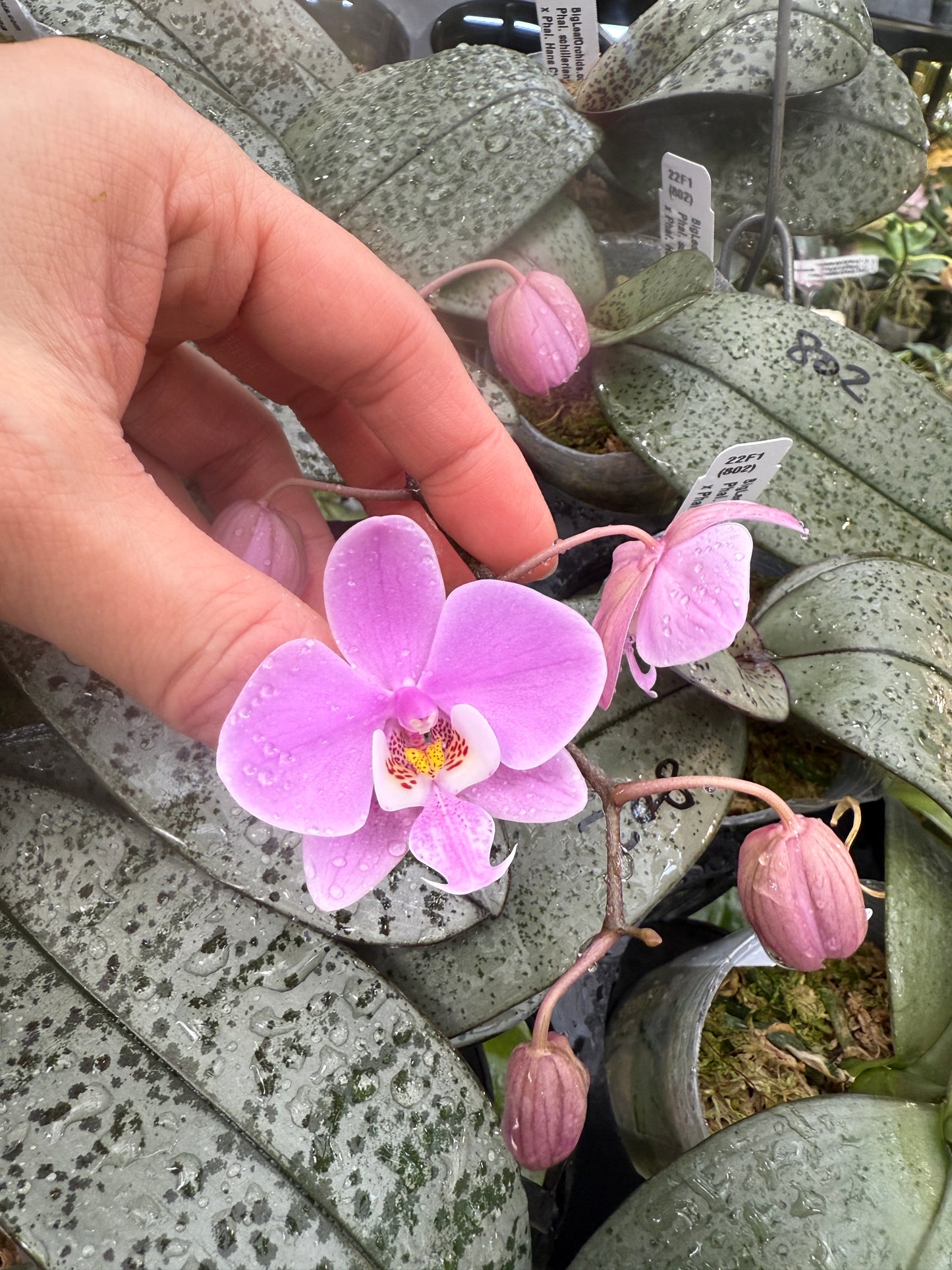 Phalaenopsis schilleriana 'Silver Leaf' x sib - Seed Grown - Spiking Budding