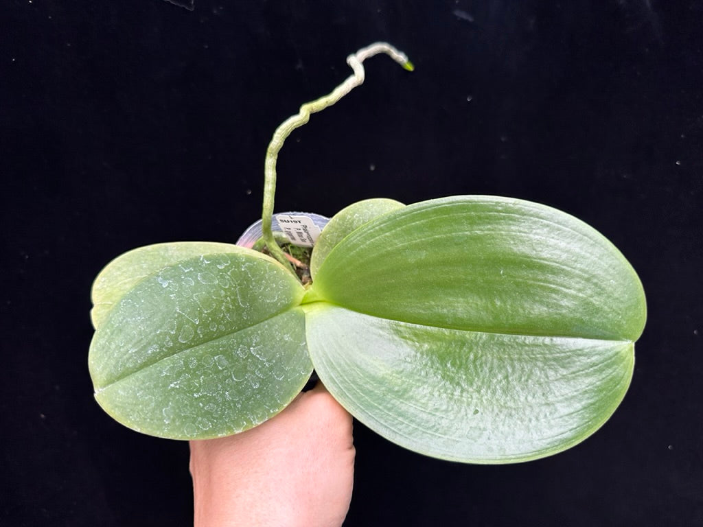 Phalaenopsis LD Gigan Sun 'Peter #2'