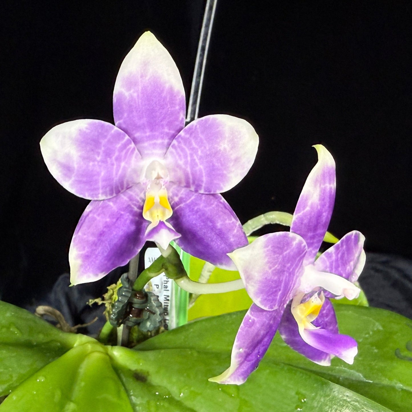 Phalaenopsis Mituo Colorful Gem 241106 Flowering