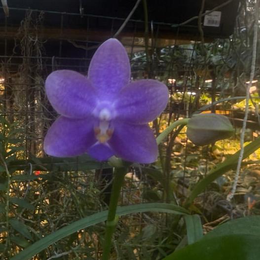 Phalaenopsis Mituo Equalacea 241109 Flowering Indigo color