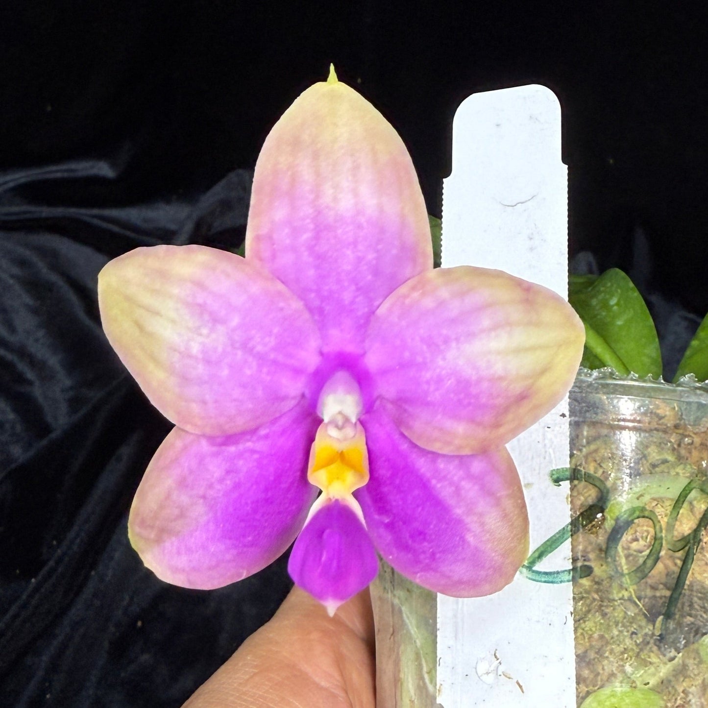 Phalaenopsis FANGtastic News 241106 Flowering