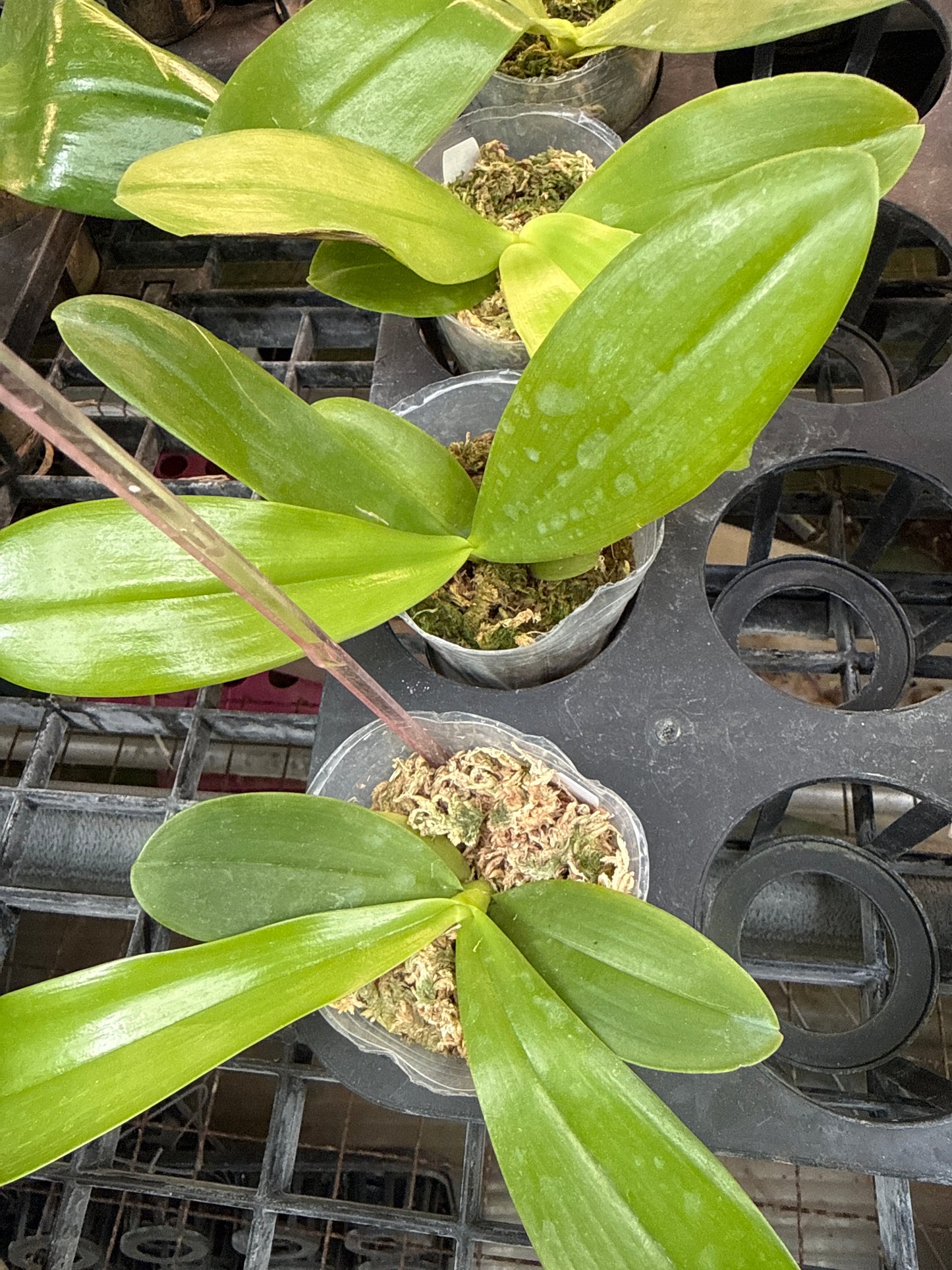 Phalaenopsis Freya's Sapphire x Lioulin Blue Parrot