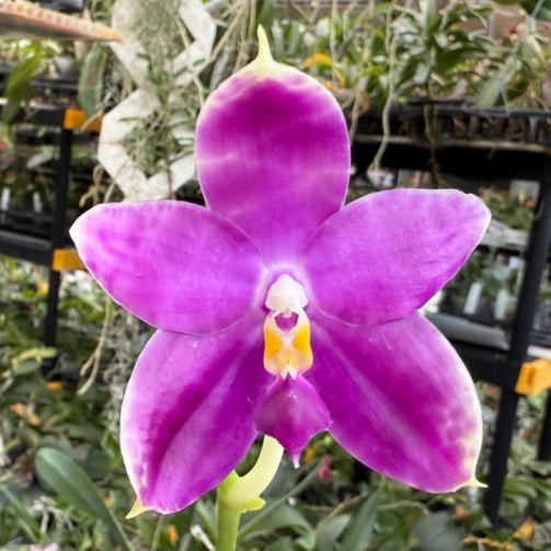 Phalaenopsis (Yaphon Blue Jewel X Lioulin Blue Peacock) 2505-3 Flowering