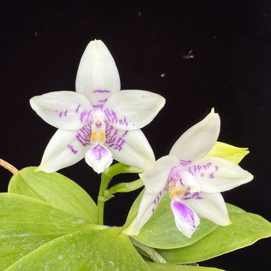 Phalaenopsis LL Blue Wave - Seed Grown 250515 Flowering