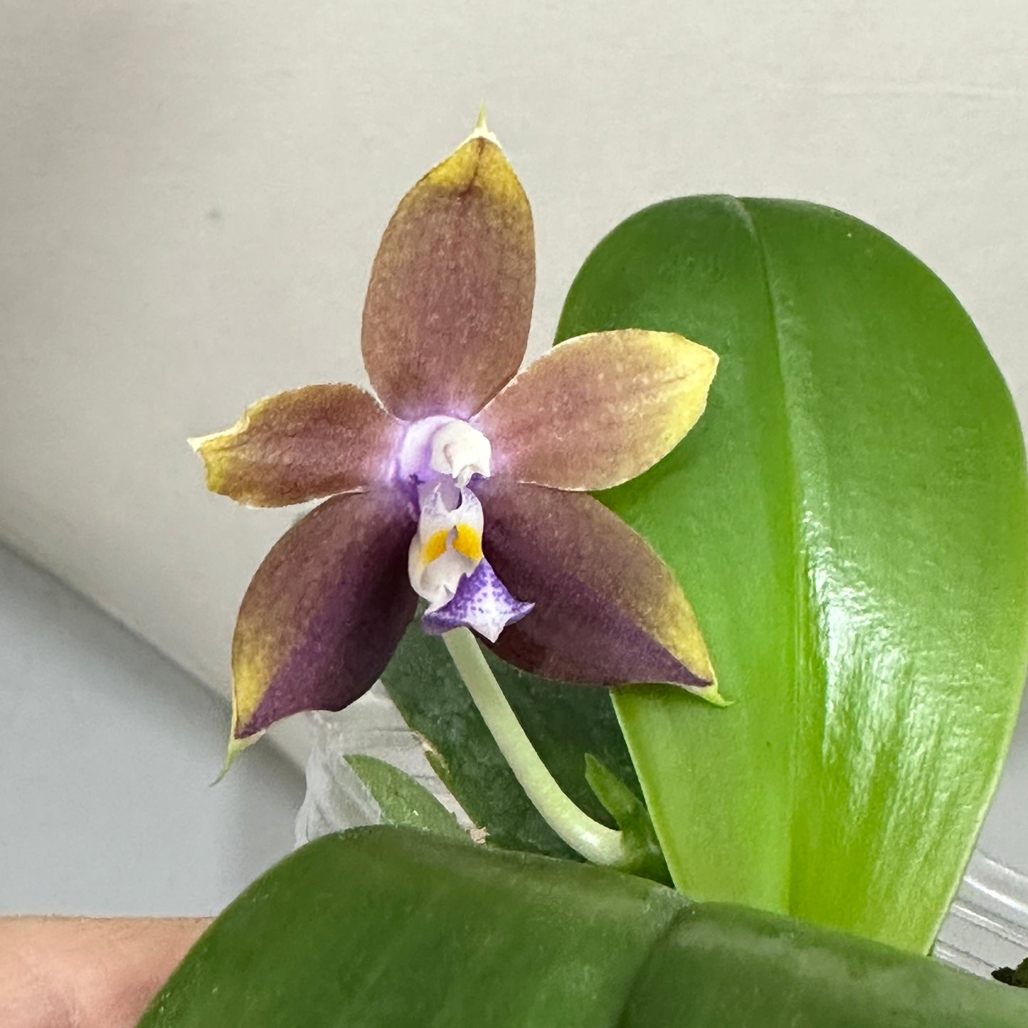 Phalaenopsis Mituo Princess x Mainshow Blue Tint 240827-A