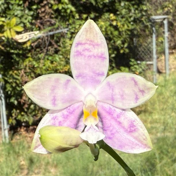 Phalaenopsis LL Blue Leopard x Lioulin Blue Peacock - Seed Grown