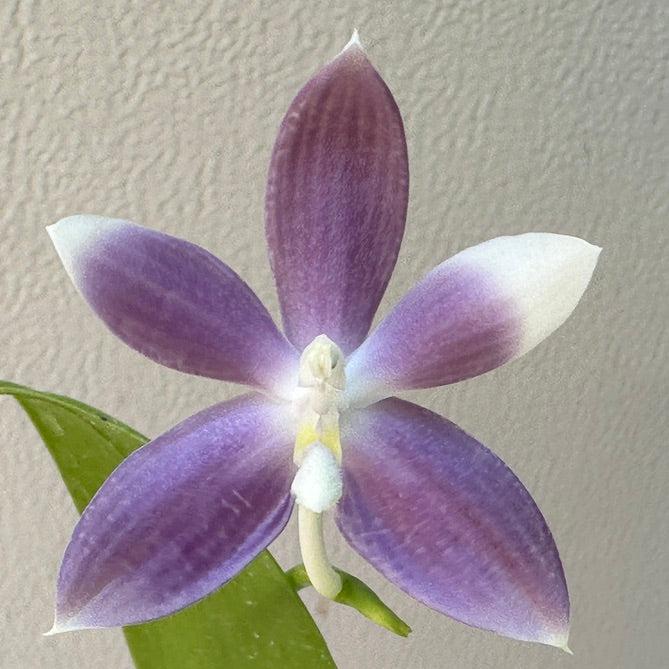 Phalaenopsis tetraspis 'Wilson 712' 240827 Flowering