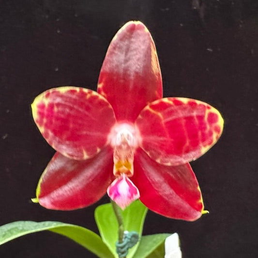 Phalaenopsis Yin's Hazel King 230522 Flowering