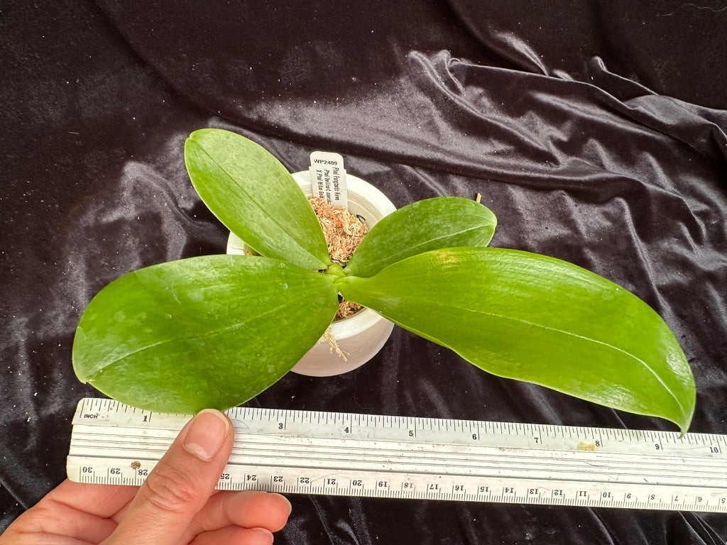 Phalaenopsis FANGtastic News - Seed Grown