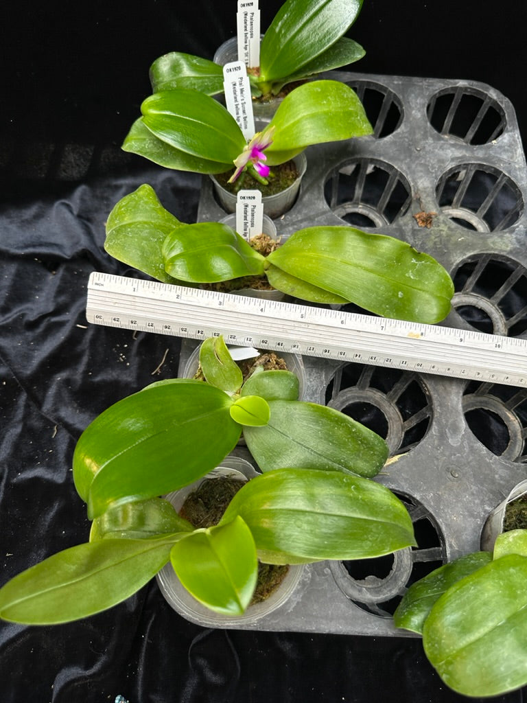 Phalaenopsis Meir's Sunset Bellina - Seedlings