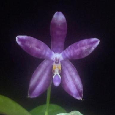 Phalaenopsis LL Blue Crake 241109 Flowering