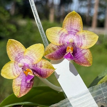 Phalaenopsis MS Magic Dragon, 250615 Flowering
